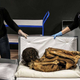 Illustration for article titled This Incredible Peruvian Mummy Is About To Go On Public Display
